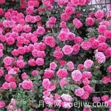 適合做拱門的大型藤本月季，有哪些品種可以推薦？(圖8)