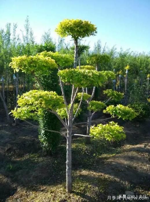 春季繁殖花卉苗木有哪幾種方法，如何來做你知道嗎？(圖10)