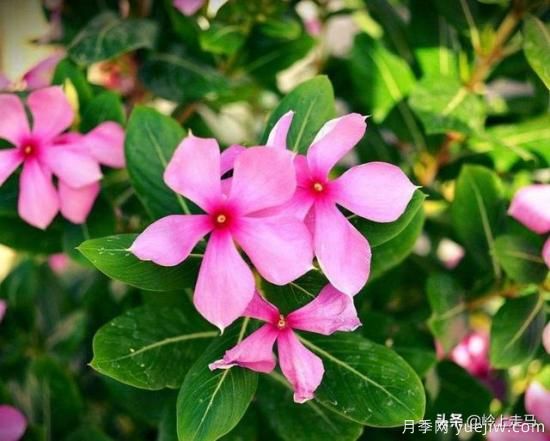 春季繁殖花卉苗木有哪幾種方法，如何來做你知道嗎？(圖11)