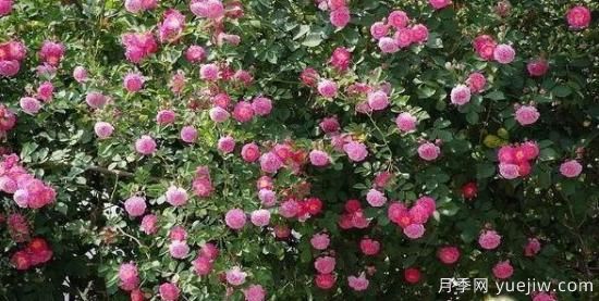 月季大藤本和小藤本都有哪些品種？栽種方式有沒(méi)有區(qū)別？(圖6)