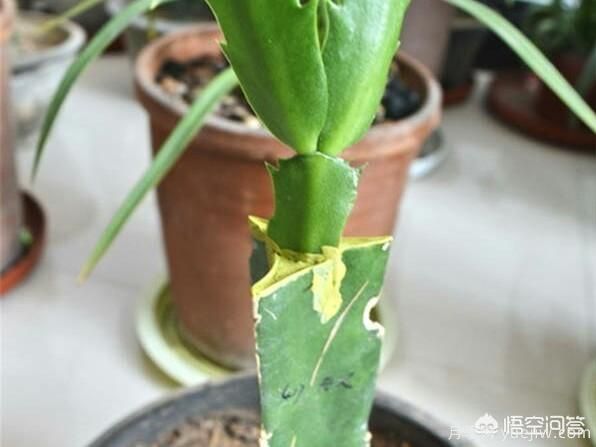 春季繁殖花卉苗木有哪幾種方法，如何來做你知道嗎？(圖4)