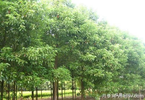 春季繁殖花卉苗木有哪幾種方法，如何來做你知道嗎？(圖8)