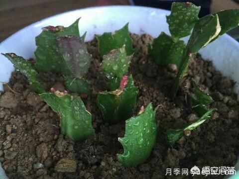 春季繁殖花卉苗木有哪幾種方法，如何來做你知道嗎？(圖7)
