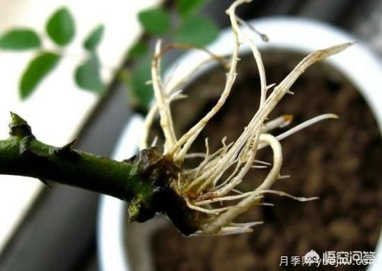 春季繁殖花卉苗木有哪幾種方法，如何來做你知道嗎？(圖6)