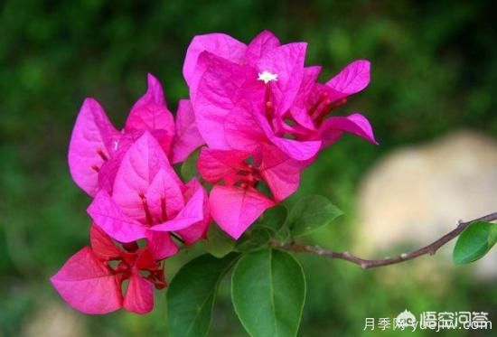 春季繁殖花卉苗木有哪幾種方法，如何來做你知道嗎？(圖1)