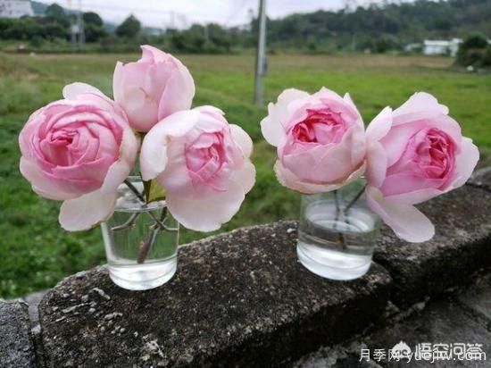 ***香的幾款月季品種是什么？ 什么品種的月季花(圖3)
