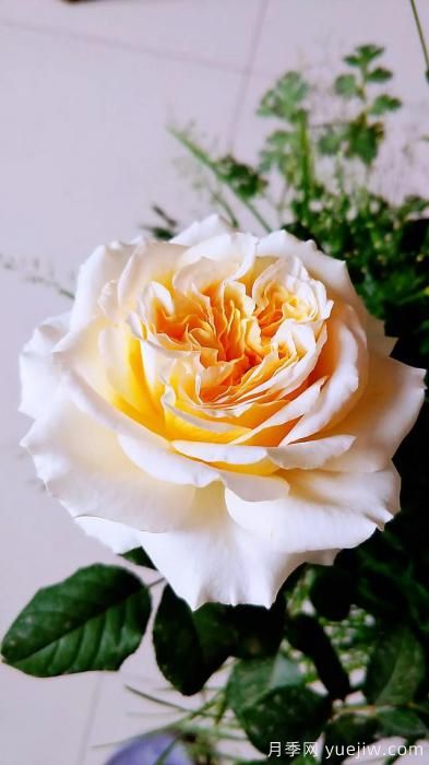 ***香的幾款月季品種是什么？ 什么品種的月季花(圖7)
