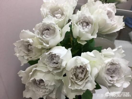 ***香的幾款月季品種是什么？ 什么品種的月季花(圖4)