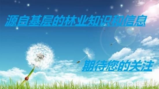 園林適合種植紅葉碧桃嗎？(圖5)