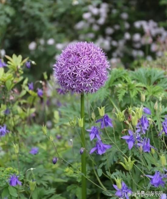 天津市哪賣月季花品種***多？(圖1)