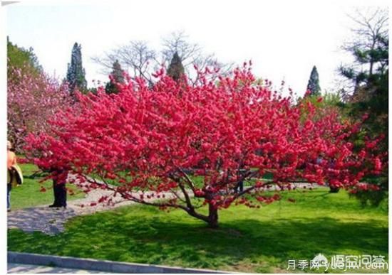 園林適合種植紅葉碧桃嗎？(圖1)