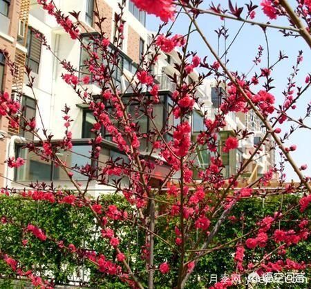 園林適合種植紅葉碧桃嗎？(圖9)