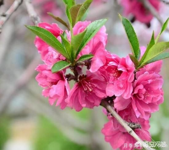 園林適合種植紅葉碧桃嗎？(圖6)