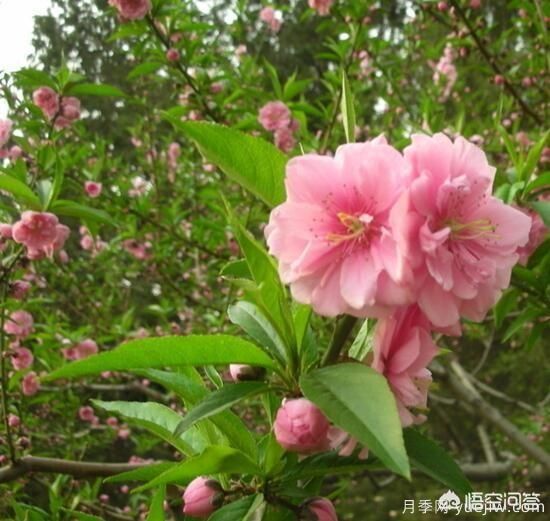 園林適合種植紅葉碧桃嗎？(圖10)
