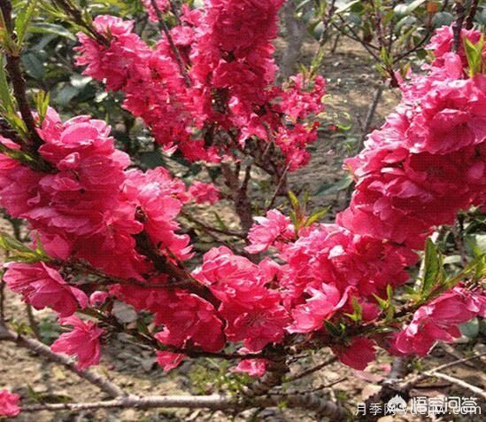 園林適合種植紅葉碧桃嗎？(圖8)