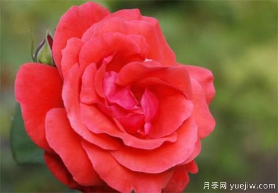 月季花的功效和作用有那些  盤點(diǎn)月季的主要價(jià)值(圖1)