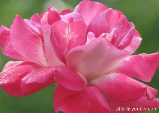 月季花的功效和作用有那些  盤點(diǎn)月季的主要價(jià)值(圖3)