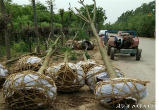 國(guó)槐定桿干高度多高合適 如何為國(guó)槐樹合理的修剪整形(圖1)