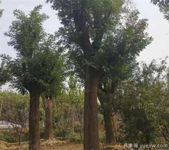 國(guó)槐定桿干高度多高合適 如何為國(guó)槐樹合理的修剪整形(圖3)