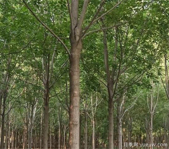 白蠟樹幾月施肥好 速生白蠟不同時(shí)間段的施肥技巧(圖3)