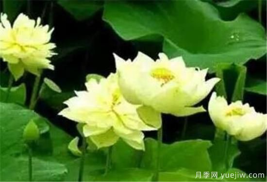 荷花苗幾月份種植 荷花繁殖方法和技術要點(圖2)