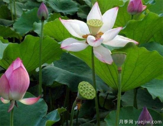 荷花苗幾月份種植 荷花繁殖方法和技術要點(圖1)