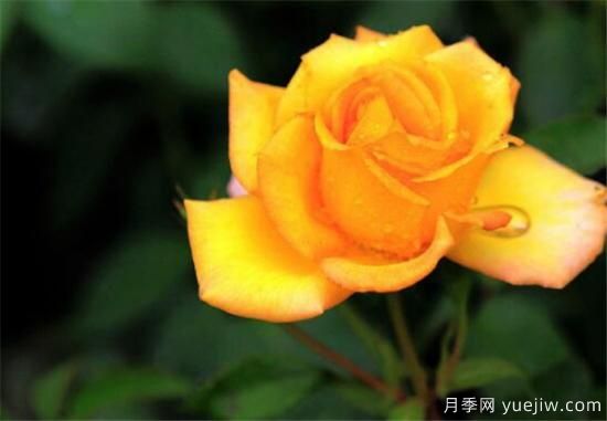 黃玫瑰幾月份開花 黃玫瑰的花語寓意是什么(圖1)