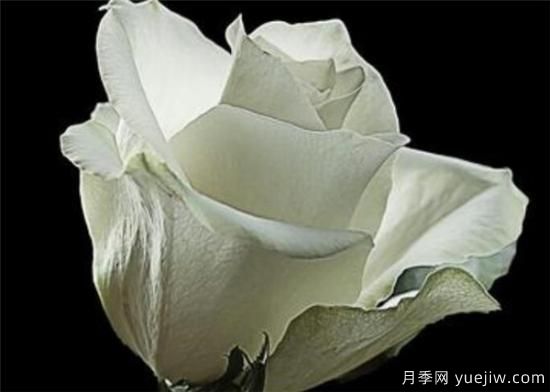 11朵、33朵、66朵白玫瑰代表的什么意思(圖3)