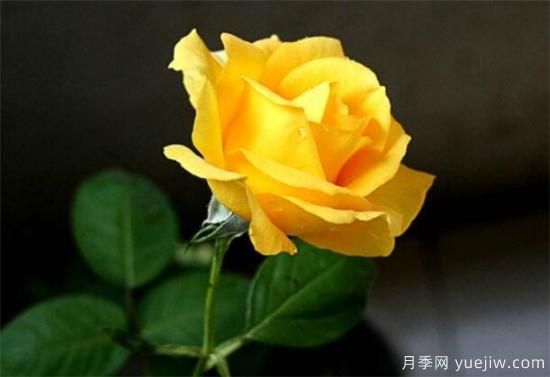 黃玫瑰幾月份開花 黃玫瑰的花語寓意是什么(圖2)