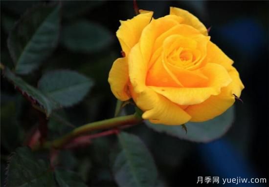 黃玫瑰幾月份開花 黃玫瑰的花語寓意是什么(圖3)