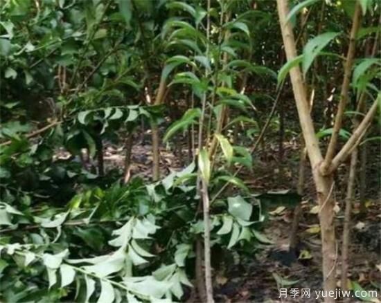 李子樹修剪時間幾月份合適 李子樹修剪方法和要點(diǎn)(圖3)