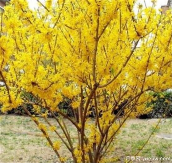 連翹樹壽命是幾年 連翹種植后幾年結果(圖1)