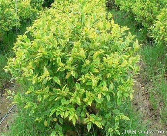 連翹樹壽命是幾年 連翹種植后幾年結果(圖2)
