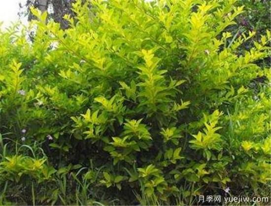 連翹樹壽命是幾年 連翹種植后幾年結果(圖3)