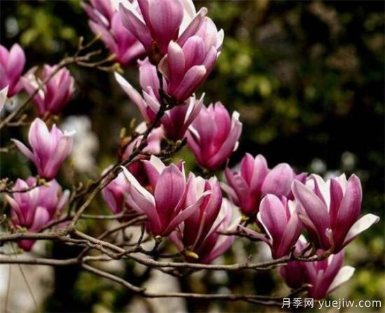 紫玉蘭小苗多少錢一棵？南陽2、3、4公分紫玉蘭價(jià)格表(圖1)