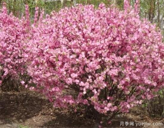榆葉梅的繁殖方法有哪些 榆葉梅種植管理要點(圖1)