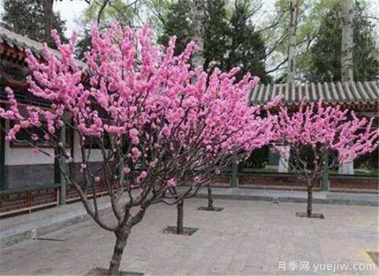 榆葉梅的繁殖方法有哪些 榆葉梅種植管理要點(圖2)