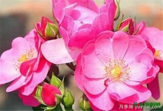 藤本月季哪個品種好 藤蔓月季耐寒嗎怎么養(yǎng)(圖1)
