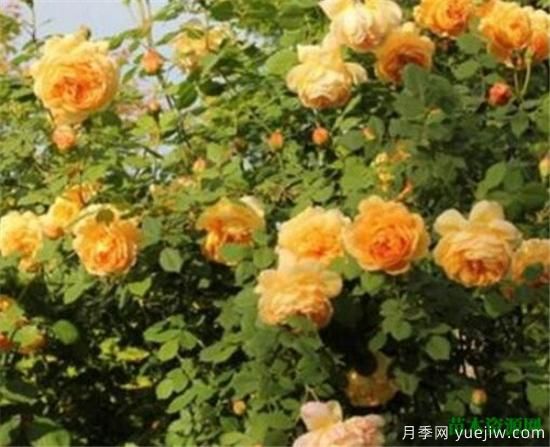 藤本月季哪個品種好 藤蔓月季耐寒嗎怎么養(yǎng)(圖3)