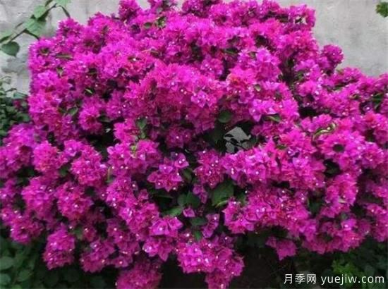三角梅的養(yǎng)殖方法和開(kāi)花時(shí)間 三角梅產(chǎn)地(圖3)