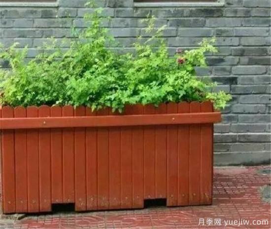 防腐木花盆優(yōu)缺點(diǎn) 防腐木花盆養(yǎng)花好嗎(圖2)