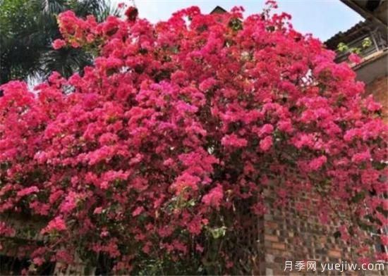 三角梅的養(yǎng)殖方法和開(kāi)花時(shí)間 三角梅產(chǎn)地(圖2)