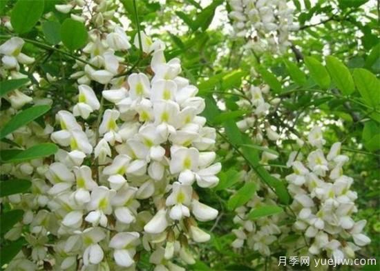 槐花是國(guó)槐開的花嗎？能不能吃？(圖1)