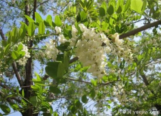 國槐、刺槐、洋槐，這三個的區(qū)別辦法是什么？(圖2)