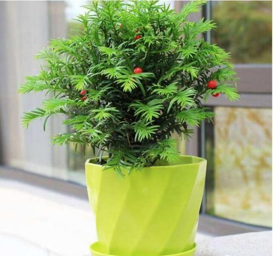 紅豆杉病蟲(chóng)害的防治方法,莖腐病和白絹病是罪魁禍?zhǔn)?圖4) 紅豆杉病蟲(chóng)害的防治方法,莖腐病和白絹病是罪魁禍?zhǔn)?圖4)