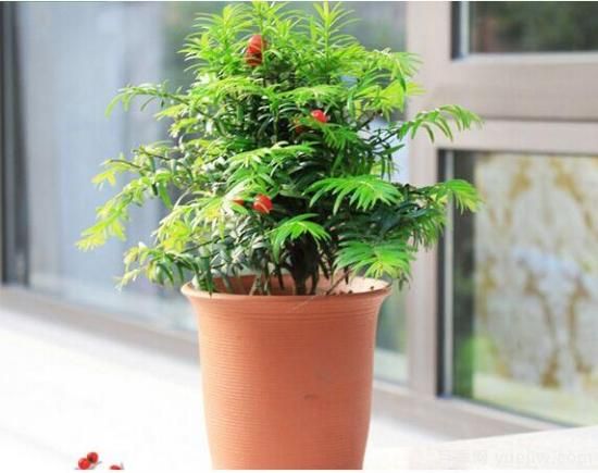 紅豆杉病蟲(chóng)害的防治方法,莖腐病和白絹病是罪魁禍?zhǔn)?圖2) 紅豆杉病蟲(chóng)害的防治方法,莖腐病和白絹病是罪魁禍?zhǔn)?圖2)