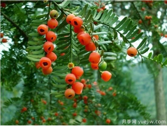 紅豆杉病蟲(chóng)害的防治方法,莖腐病和白絹病是罪魁禍?zhǔn)?圖1) 紅豆杉病蟲(chóng)害的防治方法,莖腐病和白絹病是罪魁禍?zhǔn)?圖1)