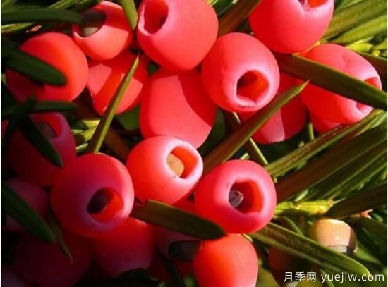 紅豆杉病蟲(chóng)害的防治方法,莖腐病和白絹病是罪魁禍?zhǔn)?圖3) 紅豆杉病蟲(chóng)害的防治方法,莖腐病和白絹病是罪魁禍?zhǔn)?圖3)