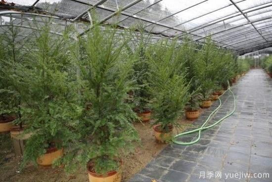 紅豆杉盆景怎么修剪，遵循兩點原則掌握六點方法(圖6)