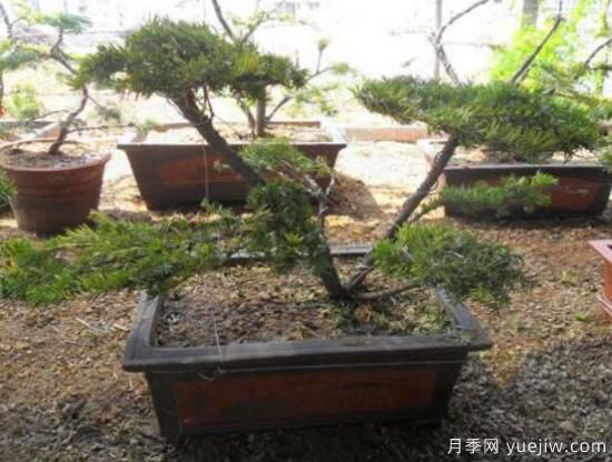 紅豆杉盆景怎么修剪，遵循兩點原則掌握六點方法(圖8)